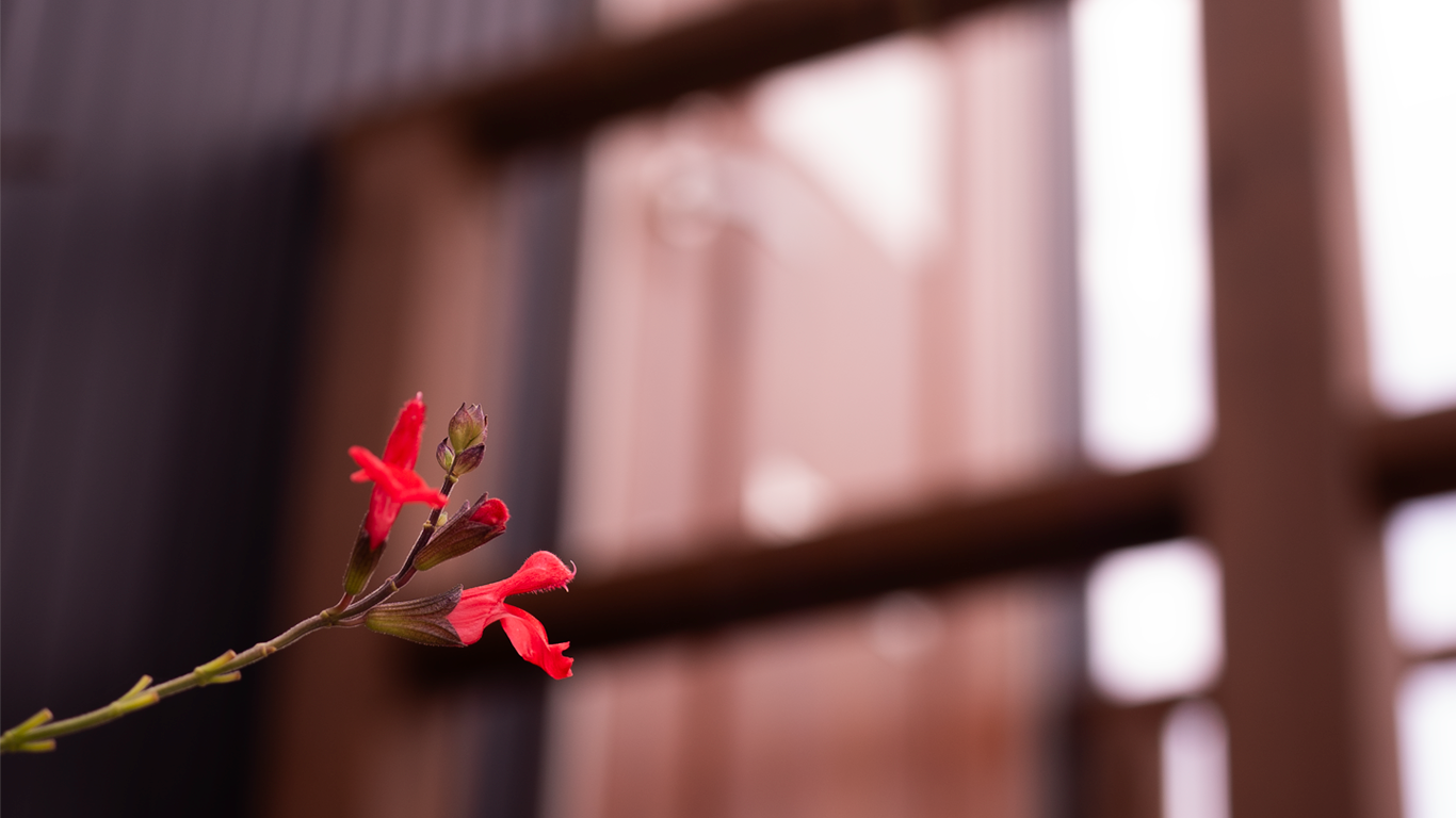 花の写真